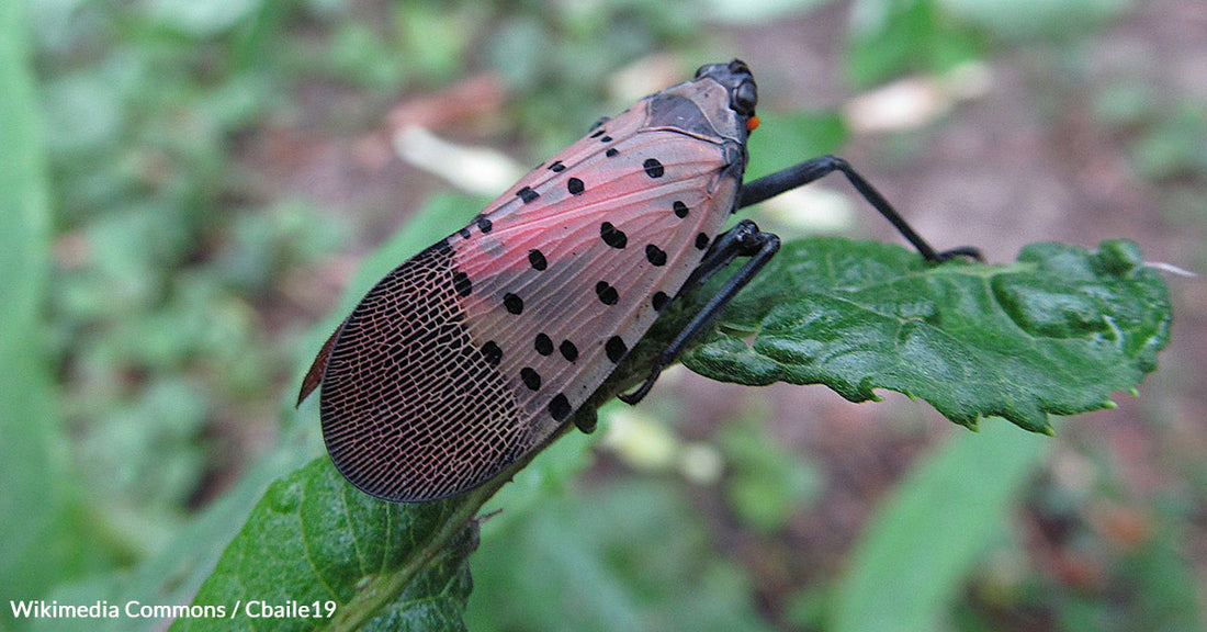 The Spotted Lanternfly Poses A Threat to Agriculture and Ecosystems