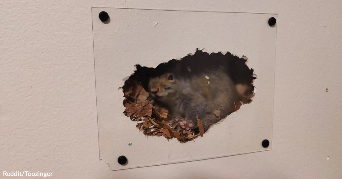 Squirrel peeking through a hole in the wall, surrounded by leaves and nesting material.