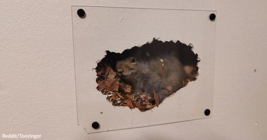 Squirrel peeking through a hole in the wall, surrounded by leaves and nesting material.