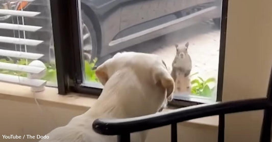 Wild Squirrel and Dog Become Friends With a Daily Visit