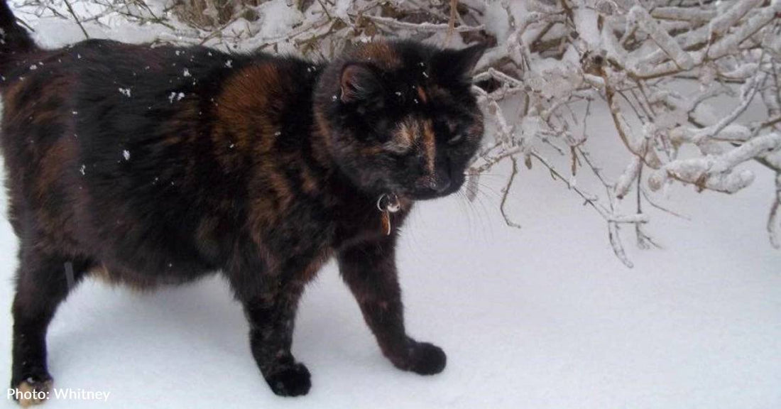Cat Provides Comfort to Struggling Elementary Schooler