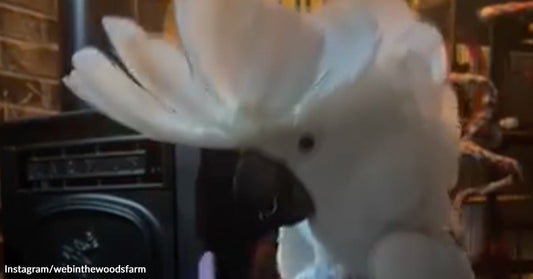 White cockatoo with crest raised stands indoors in front of a dark stereo cabinet.