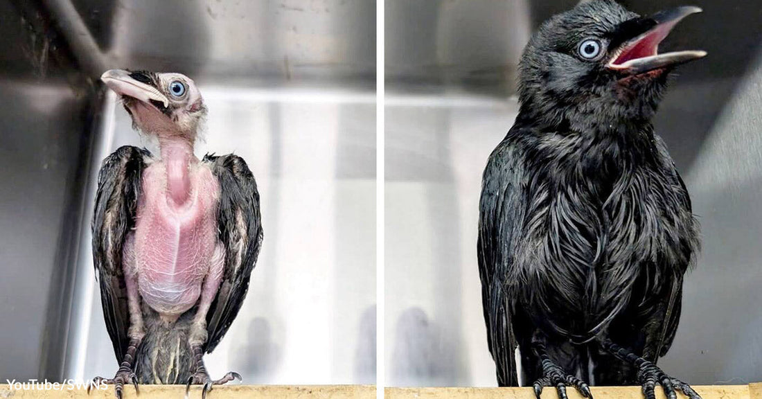Split image comparing an underdeveloped, featherless chick and a healthy, fully feathered bird.