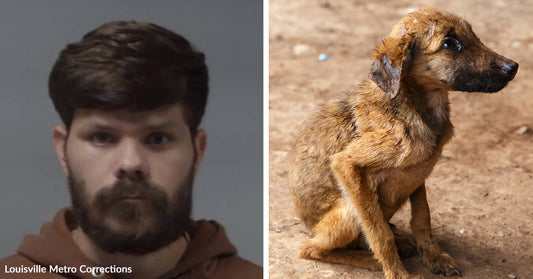 Left: Mugshot of a man with beard against a plain background labeled Louisville Metro Corrections; Right: Thin brown puppy sitting on dirt, looking off to the side.