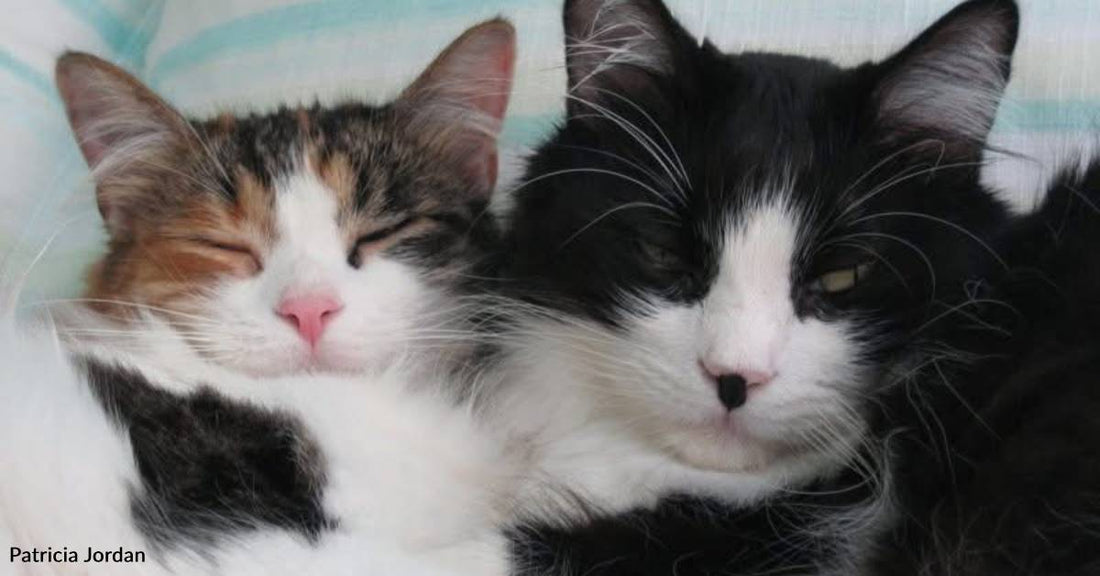 Grieving Cat Finds a Pal in His Owner's New Rescue Cat