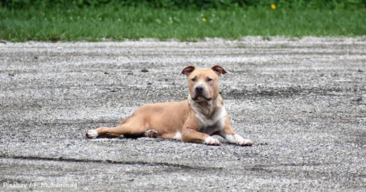 Pit Bull Rescued From Busy Road Turns Non-Pittie Fan Into a 'Believer'