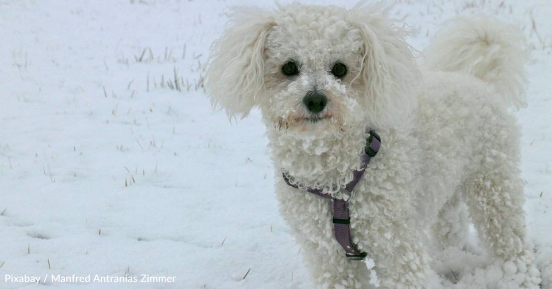 Dog Discarded By Breeders for Not Being 'Handsome Enough' Finds Loving Home