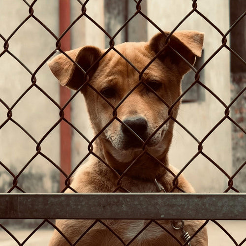 Stop Pet Stores From Profiting Off Animal Suffering