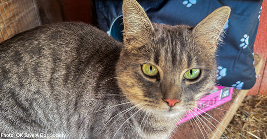 Stray Cat Escapes the Cold in Donated Cat House