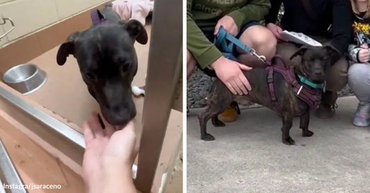 Split image of a dark dog sniffing a hand through a kennel door, then standing outside with several people after rescue.
