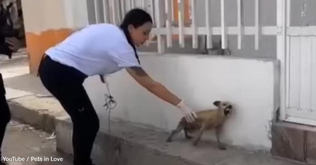 Ugly' Dog Gets Ignored on the Street Until a Kind Person Comes Along