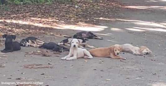 A group of stray dogs lies resting on a quiet road, with several dogs stretched out in the shade along the pavement.