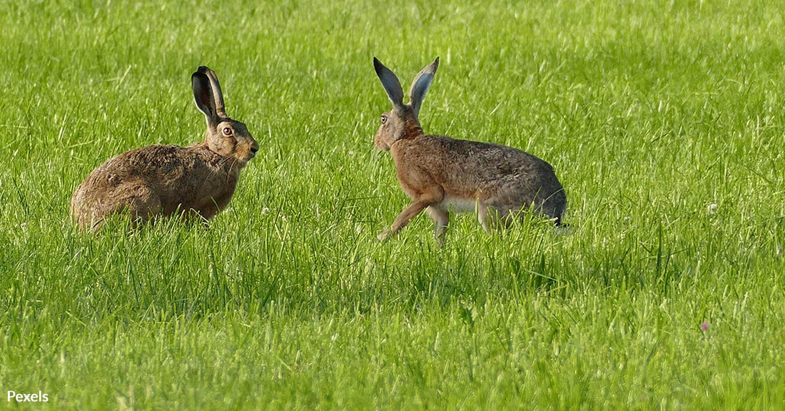 Bunnies Overrun Florida Neighborhood, Causing Chaos and Concern