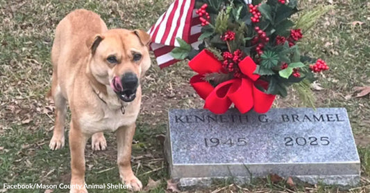 A tan dog stands beside a gravestone decorated with a wreath and American flag, facing the camera outdoors.