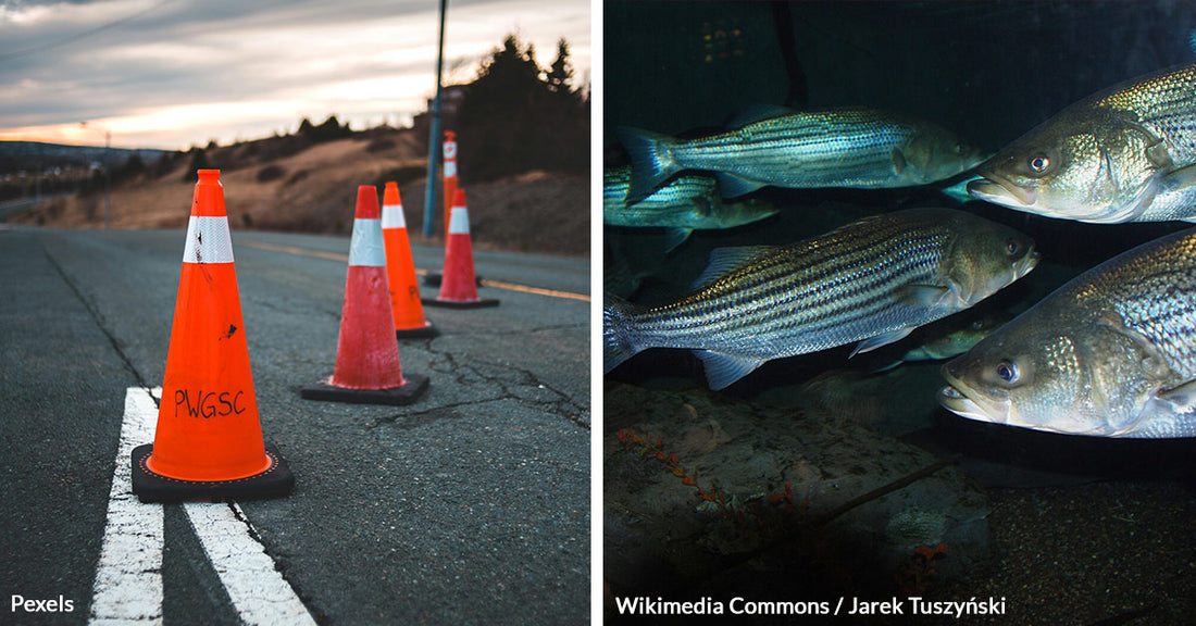 Traffic Cones Become Hiding Spots for Illegal Catch as New York Battles Striped Bass Poaching