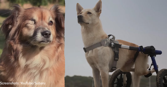 Subaru Helps Special Needs and Senior Dogs Find Homes With National Make a Dog's Day