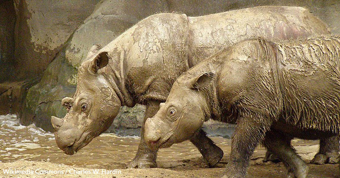 Rare Sumatran Rhino Calf Born in Indonesia Marks Hope for Endangered Species