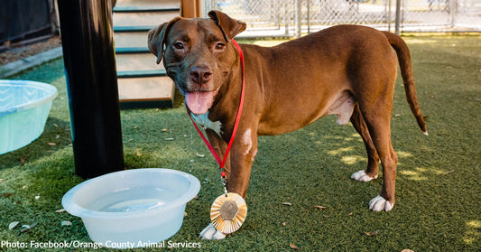 Animal Shelters Lean into Olympics to Help Find Homes for Pets