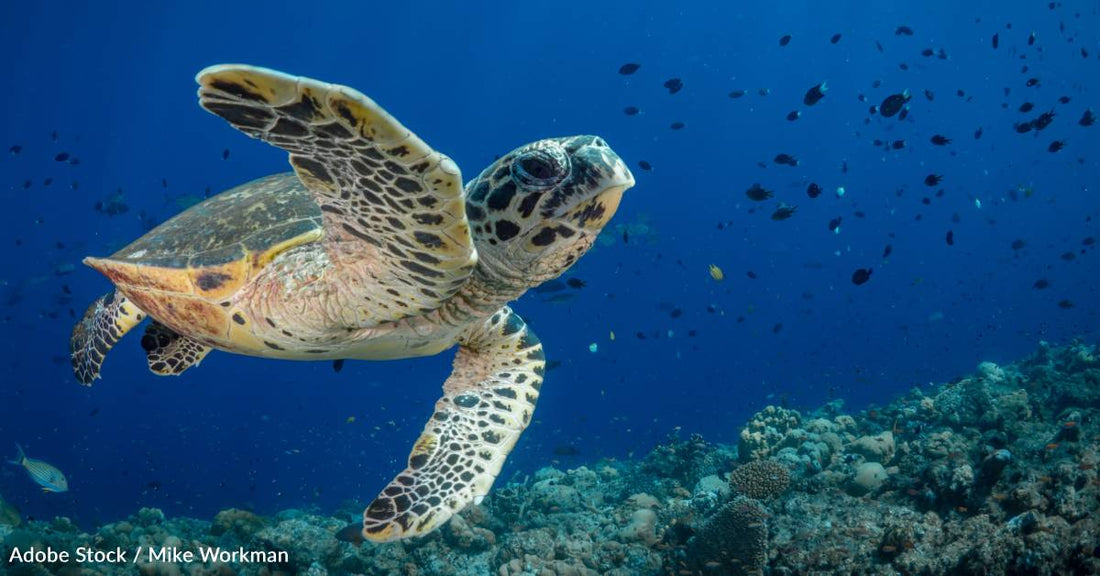 How Sunscreen is Harming Our Coral Reefs and What You Can Do to Help