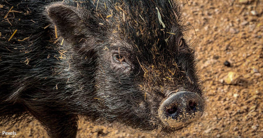 Canada's 'Super Pig' Invasion Threatens US Ecosystems and Farms