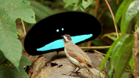 10 Bizarre Bird Courtship Dances