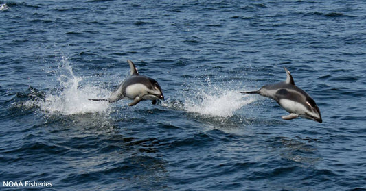 Group Studying Whales Spots 'Super Pod' of More Than 2,000 Dolphins