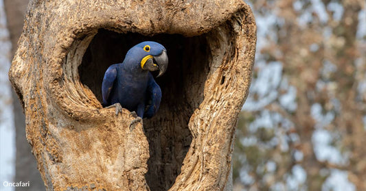 2024 Fires Destroyed a Vulnerable Parrot's Habitat, You Can Help