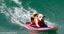 Small white dog wearing a life jacket rides a pink surfboard across a wave.