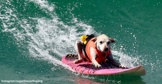 Small white dog wearing a life jacket rides a pink surfboard across a wave.