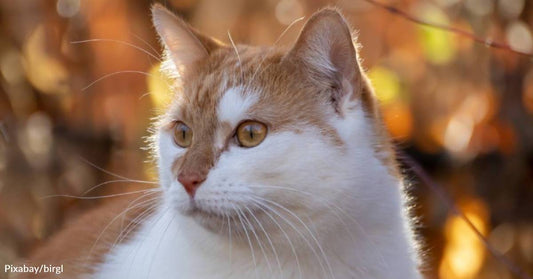 Woman Turns a Cat Who Was 'Too Wild to Be Socialized' Into a Love Bug