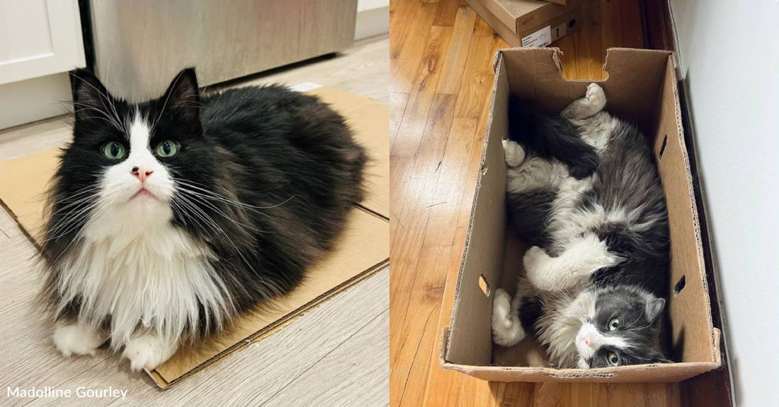 Cat-Sitter Cares for Doppelgängers Who Live a Few Neighborhoods Apart