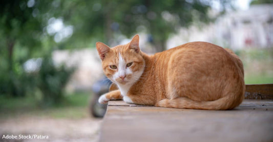 When Potential Adopter Moves Away From His Cage, Shelter Cat Goes Crazy to Get Her Back