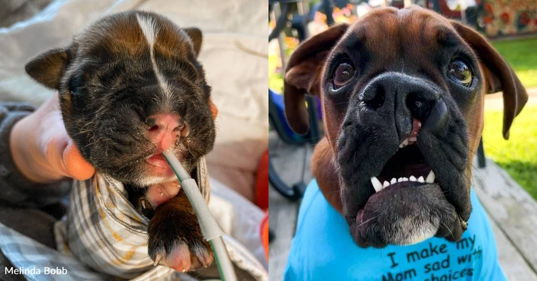 Puppy Born with Cleft Lip Thrives and Becomes Ambassador for Dogs with the Same Condition