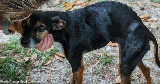 Texas Animal Shelters Taking in Scores of Lost & Displaced Animals After Deadly Flash Flooding