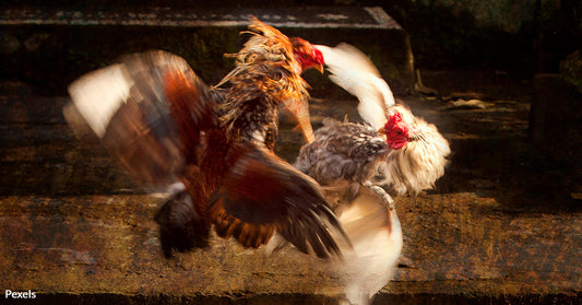 Texas Fights Back: Thousands of Birds Rescued from Vicious Cockfighting Pits