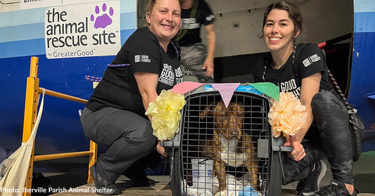 77 Shelter Dogs & Cats Safely Land in New Jersey to Find Loving Homes