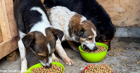 Three dogs eat from colorful bowls filled with kibble on a concrete floor.