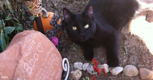 A black cat stands beside a memorial stone engraved with the name “Boo,” surrounded by small decorations and plants.