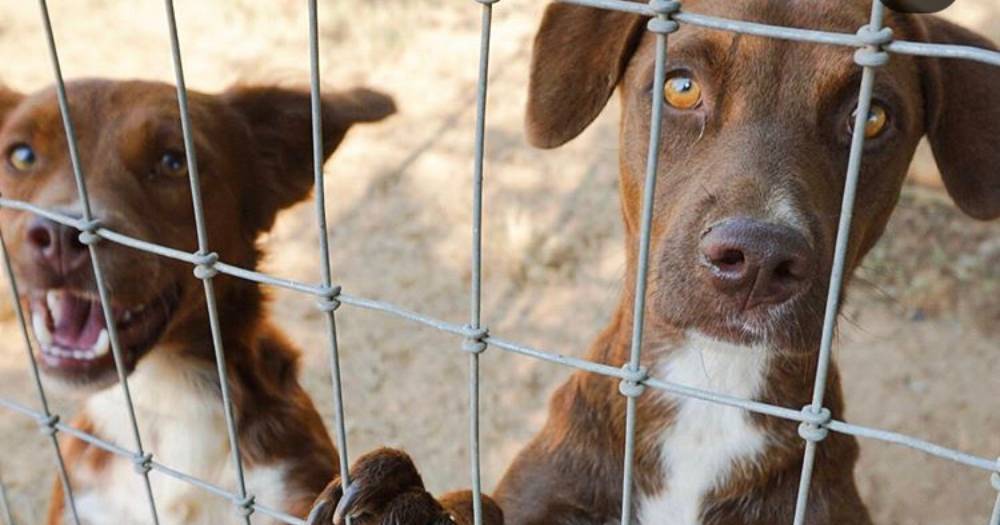 Dog Goes From Sneaking Cheeseburgers Off the Streets to Warm Home with Plenty of Food