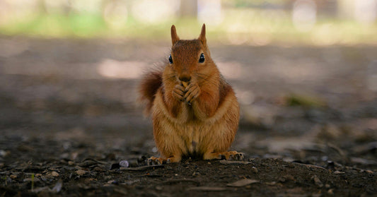 Small reddish-brown squirrel stands upright on the ground with its front paws held near its mouth.