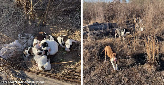 Cluster of white-and-brown puppies curled together in dry grass; paired with two adult dogs standing nearby in a barren field.