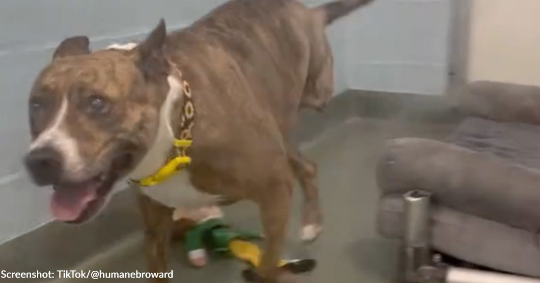 Three-Legged Shelter Dog Who Beat Cancer Finally Finds Loving Home