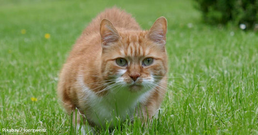 After Cat They'd Homed Five Years Earlier Ends Up in Shelter, Vet Tech Adopts Him