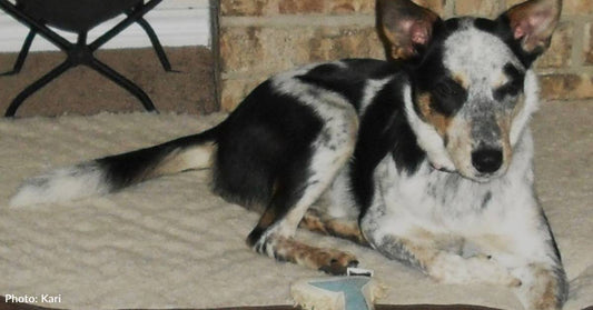 Muddy Dog Runs Into Home After Stormy Night