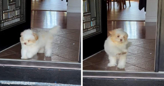 Split image of a tiny fluffy white puppy stepping out through a doorway and bouncing forward on a tiled floor.