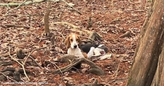 Small beagle lies curled on a forest floor among dry leaves and branches, looking toward the camera.