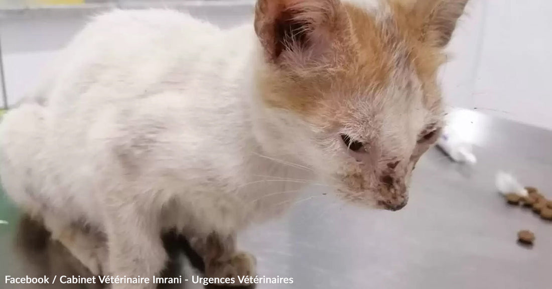 Injured cat sitting on examination table, showing signs of neglect and poor health.