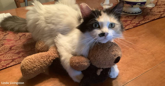 Traumatized TNR Cat Slowly Learns to Trust