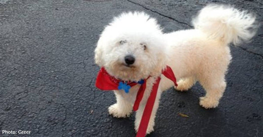 'Free to Good Home': Ad Seeks Forever Family for Abandoned Bichon Frise