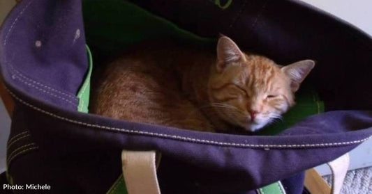 Stray Cat Gets Sick During Heat Wave, Convincing Neighbors to Finally Adopt Him